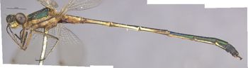 Media type: image;   Entomology 12143 Aspect: habitus lateral view